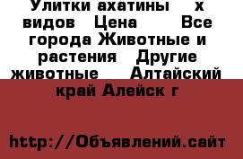 Улитки ахатины  2-х видов › Цена ­ 0 - Все города Животные и растения » Другие животные   . Алтайский край,Алейск г.